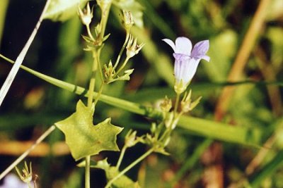 Wahlenbergia hederacea 