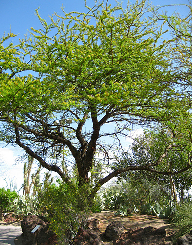 Acacia tortuosa 