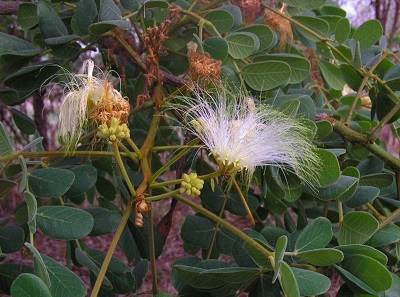 Albizzia versicolor