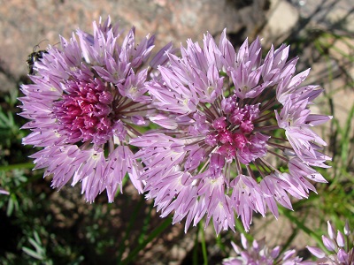 Allium maximowiczii
