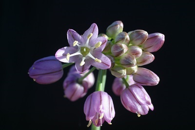 Allium mongolicum