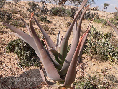 Aloe retrospiciens