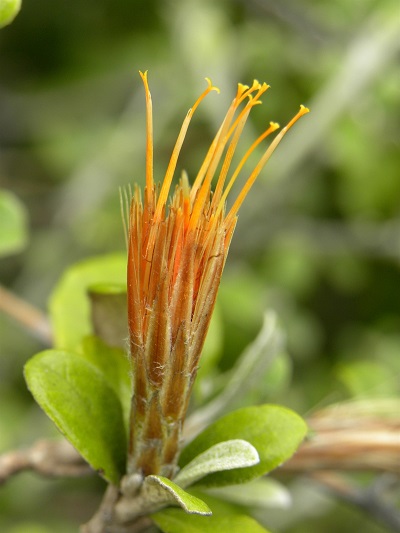 Anastraphia paucifloscula