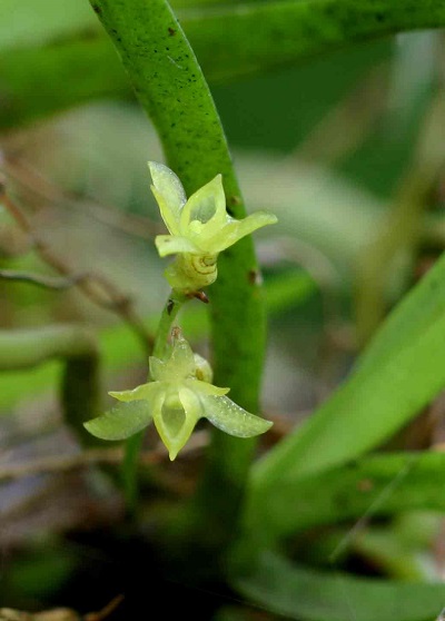 Angraecum sacciferum