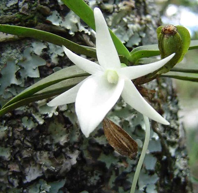 Angraecum stella-africae 