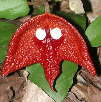 Aristolochia salvadorensis