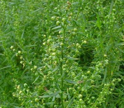 Artemisia dracunclus