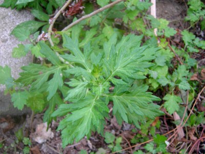 Artemisia  indica