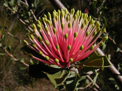 Banksia cuneata
