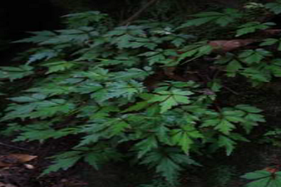 Begonia balgooyi