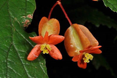 Begonia cumingii