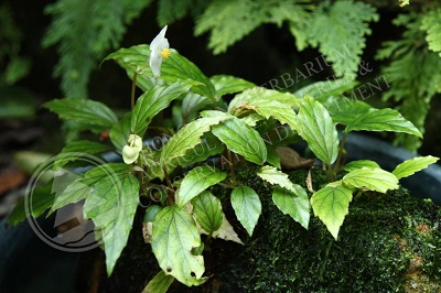 Begonia hongkongensis