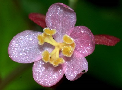 Begonia merrittii Merr