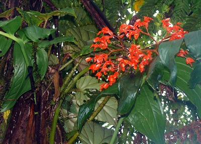 Begonia oxysperma