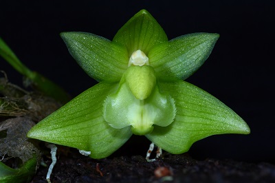 Bulbophyllum pectinatum