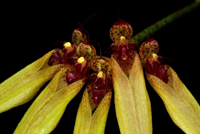 Bulbophyllum  picturatum