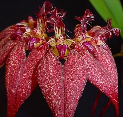 Bulbophyllum  rotschildianum