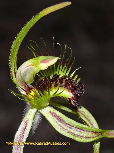 Caladenia corynephora
