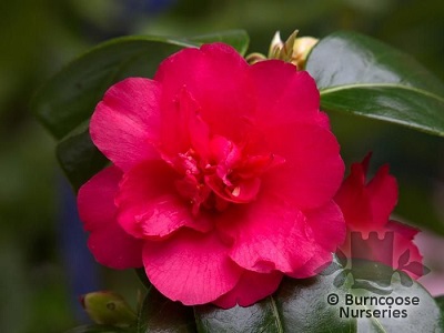 Camellia rusticana
