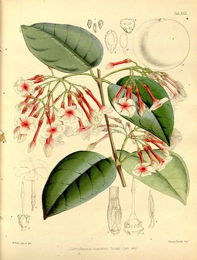 Carruthersia scandens
