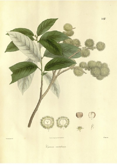 Castanopsis argentea