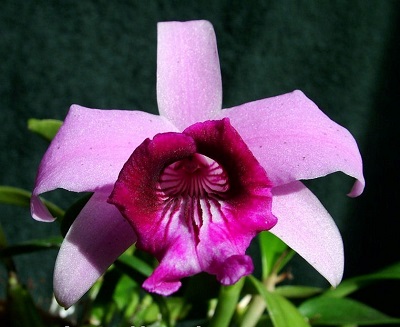Cattleya bicalhoi