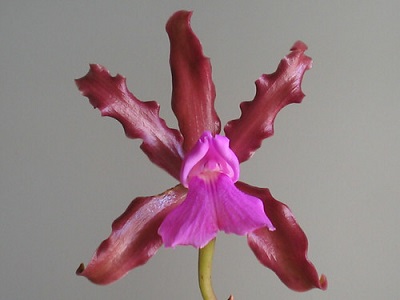 Cattleya elongata