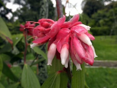 Cavendishia splendens 