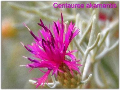 Centaurea akamantis