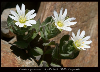Cerastium pyrenaicum
