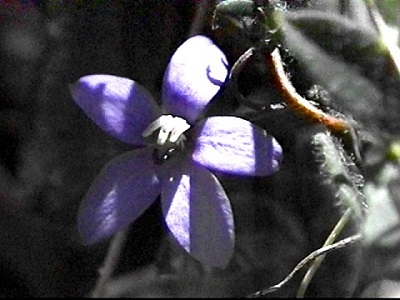 Chieranthera preissiana 