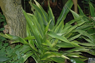 Chlorophytum macrophyllum