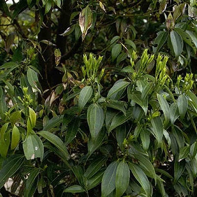 Cinnamomum loureirii