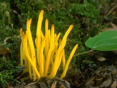 Clavulinopsis laeticolor 