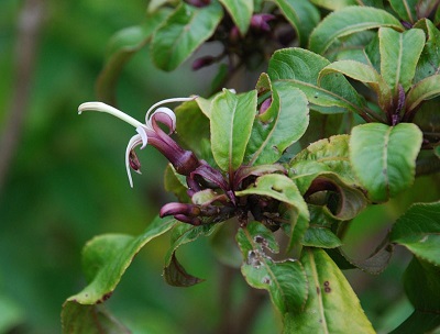Clermontia parviflora 