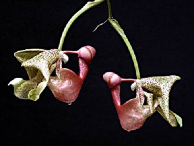 Coryanthes mastersiana