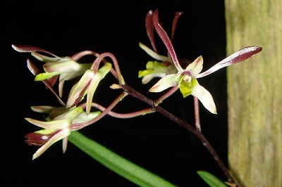 Dendrobium carronii