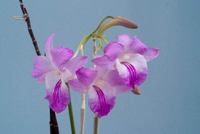 Dendrobium miysakeii