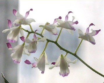 Dendrobium taurinum