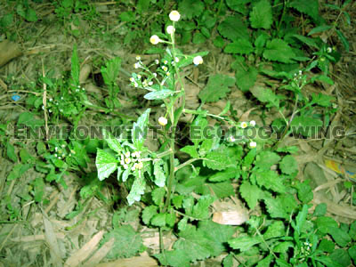 Dicrocephala latifolia
