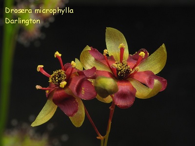 Drosera microphylla
