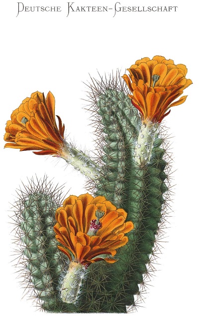 Echinocactus jussieui 