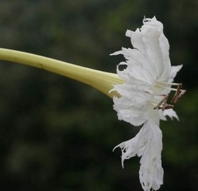 Ekmanianthe longiflora