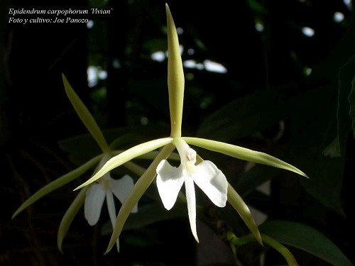 Epidendrum carpophorum