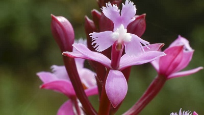 Epidendrum jamiesonis