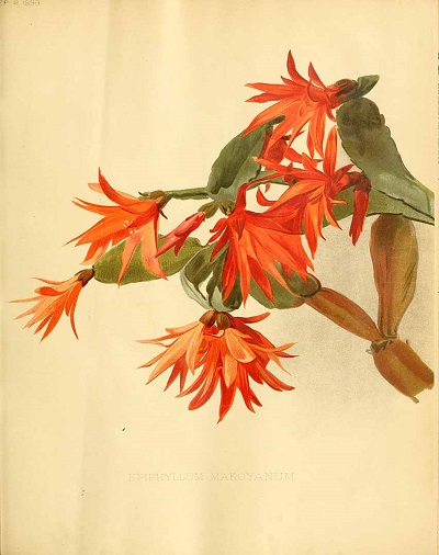 Epiphyllum makoyanum