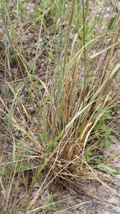 Eragrostis pallens