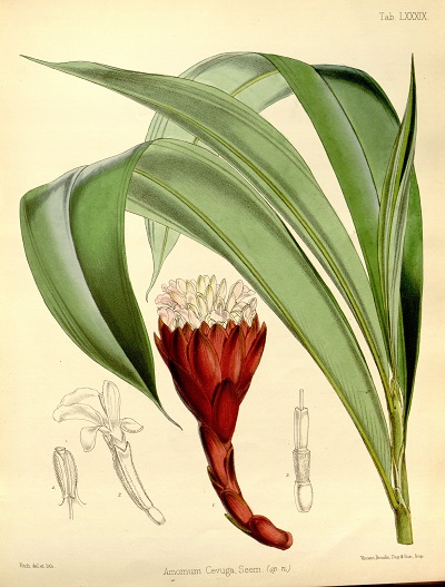 Etlingeria cevuga