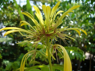 Euadenia trifoliata 