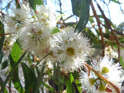 Eucalyptusmannifera